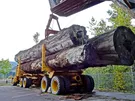PAS TRANSPORTOWY 50 5T NKP 5,5M