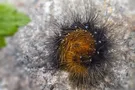 MECHANIZM PODN.SZYBY IV STRALIS I,II P ELEKTR.