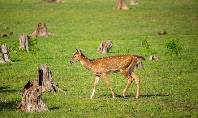 NAKLEJKA -OKR.FI-160MM ZIELONA EURO IV