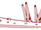 OWIEWKA IV STRALIS 1/AD,AT/ NAR.DOL.PRAWA