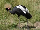 OWIEWKA SCANIA 4 KAB.R NAROŻNA WEW.PRAWA
