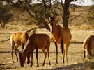 LUSTRO BOK IV STRALIS 1 LEWE STEROWANE