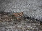 WNĘKA STOPNIA IV STRALIS 1/AD,AT/GÓRNA LEWA